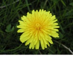 dandelion designs