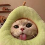 Mi piacciono i gatti