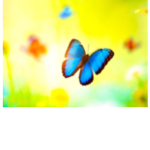 !!The ButterFly Squad!!