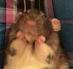 Cherriz x