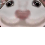 Frog are cool