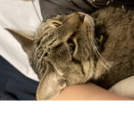 The KITTY Suqad