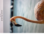 For flamingos fans