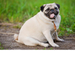 Company Pugster
