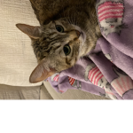 Honey Kitty