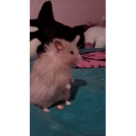 Bean the hamster