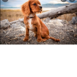 Humia