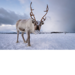 #reindeer army