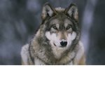 Chimkens and wolves