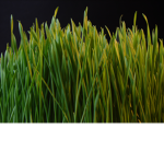 GRASS LIVES MATTER!