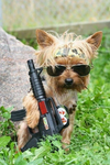 The Yorkie Group :)))))