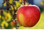 King Apples!!!
