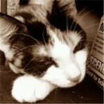 i like cats