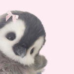 pawzful