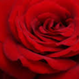 🥀