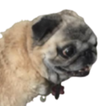 Epic Doge's
