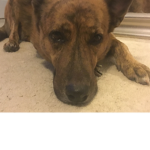 Buddy the stinky Dog