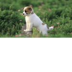 Doggy amry!