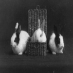Here Lies Lapin