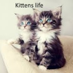 Kittens life fan club