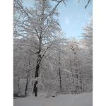 Wellcome to winter land