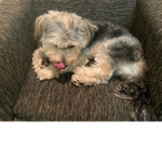 Pupp guy