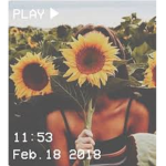 S u n f l o w e r s s_