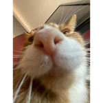 ᴍᴀᴇs ғʟᴀᴍɪɴɢᴏs