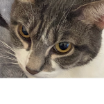 Cat’s Confusion