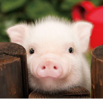 PIGS!!!   :D