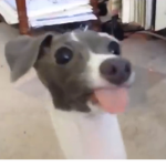 Missninja7