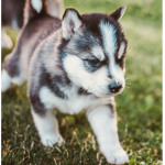 ~!Puppy Squad!~