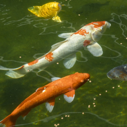 Koi Falls