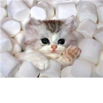 Kitten Crew