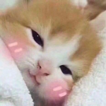 DOLLITA
