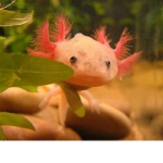 Kawaii axolotl squad
