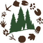 The Starlitian Forest