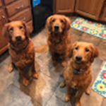 The Stan Fam