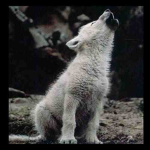 Wolves4_Life