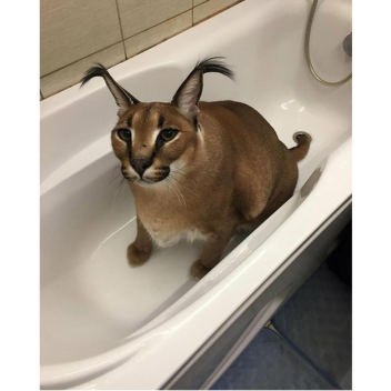 Floppa's Chill Place!