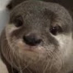 mr otter