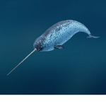 narwhals are awsome