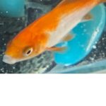Rip magicarp my fish :(