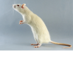 RATS AKA GOOD PEOPLE