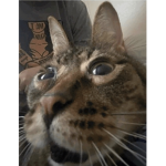 !|~Cat~|!