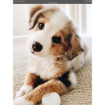 Always Love Dogs