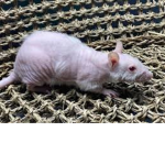 We dem rats