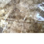Rice cake