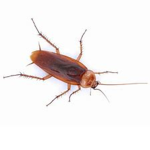 The Roach Troop