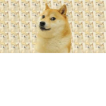 Studios legendary group of doges